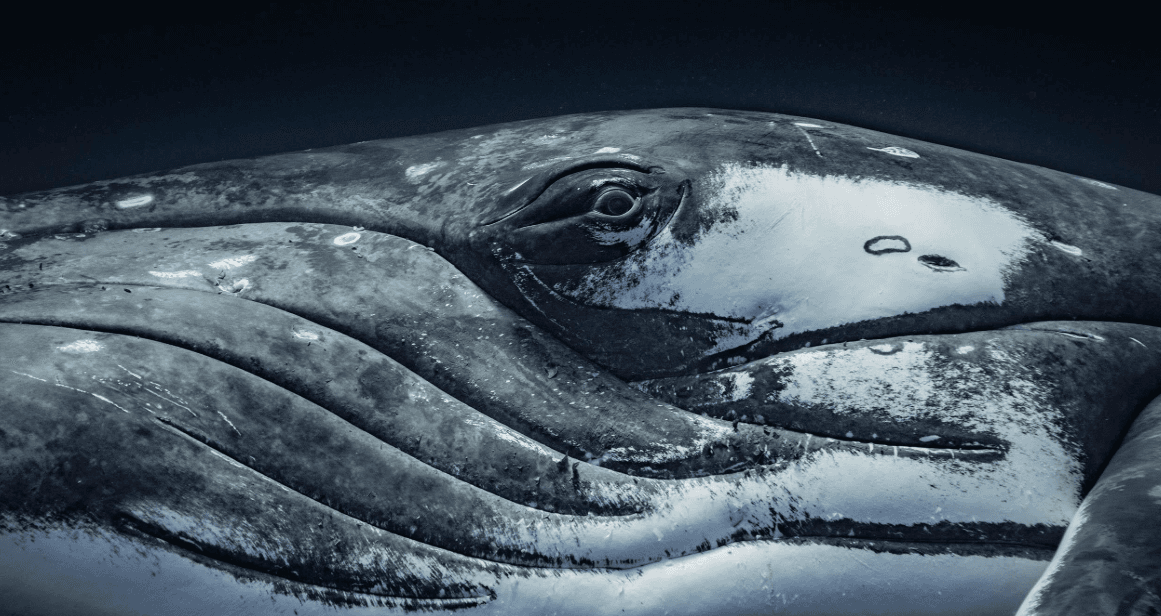 Comment les baleines à bosse utilisent leurs longues nageoires pectorales