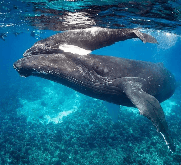 Por qué las ballenas jorobadas cambian su respiración antes de inmersiones largas