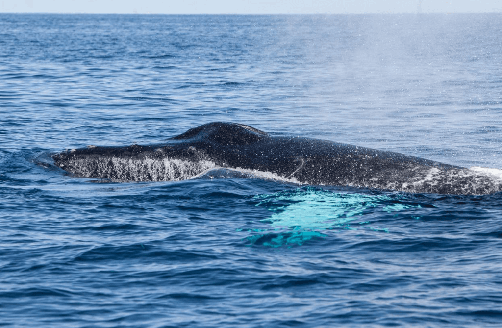 ¿Las ballenas jorobadas regresan a la bahía de Samaná todos los años?