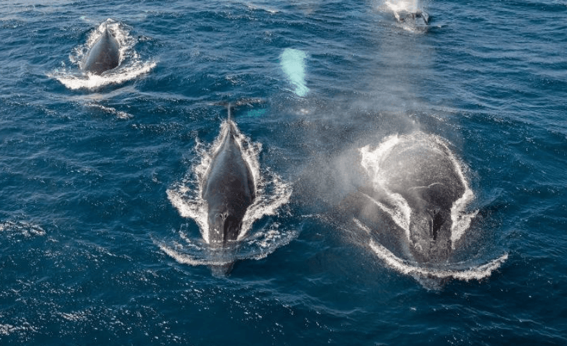Cómo la temperatura del océano afecta a las ballenas jorobadas en la Bahía de Samaná